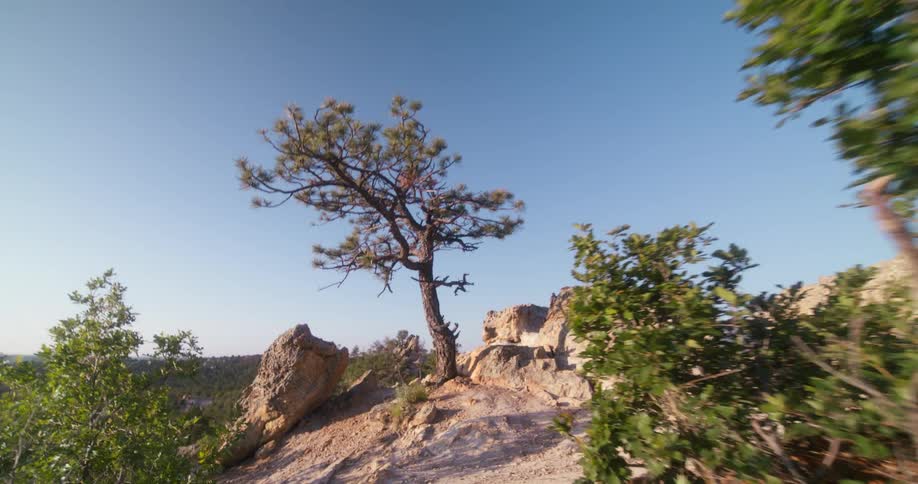 A tree is right on the cliff of the tall mountain