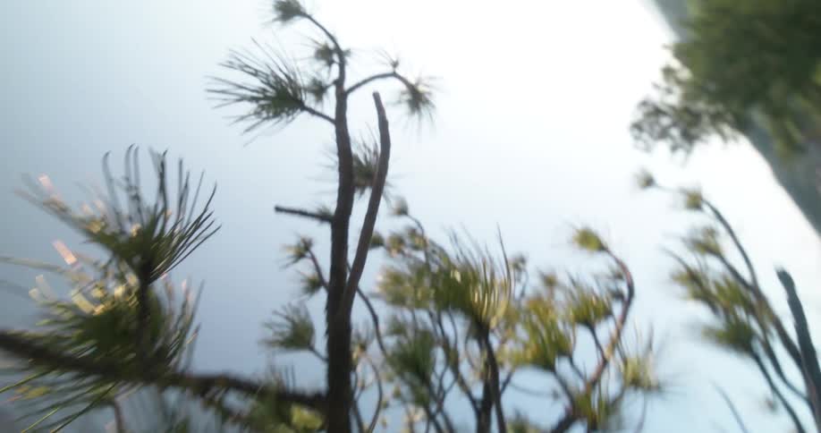 Sunlight is hitting the needles on the tree