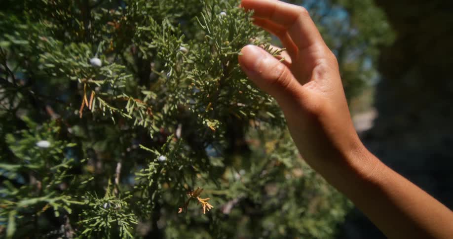 A person is using their hand to grab pine tree branches