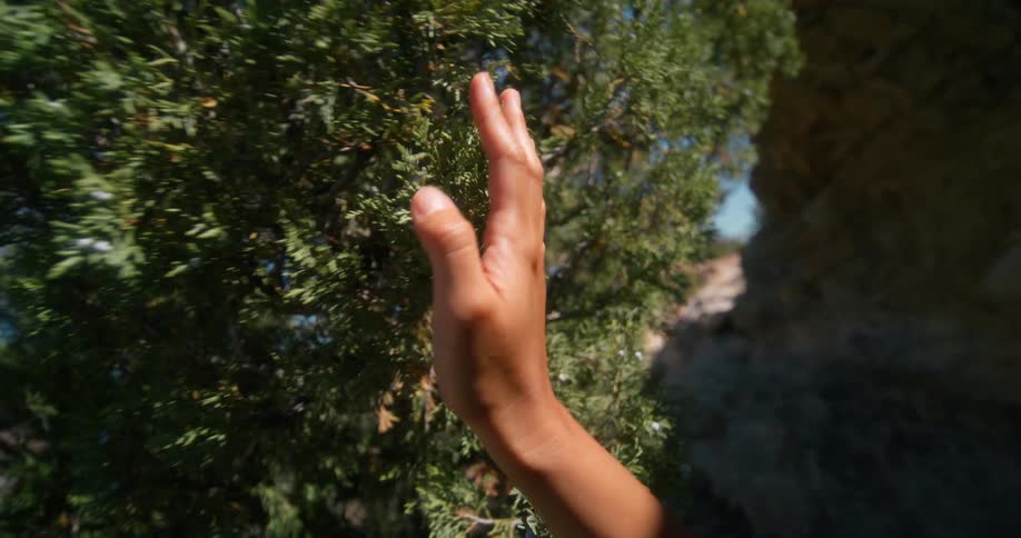 A woman is touching all the branches on the mountain