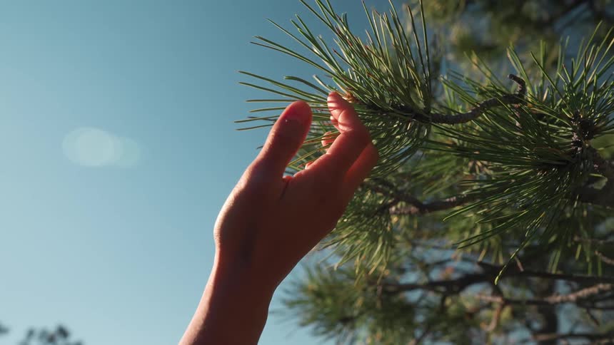 Womans hand touching a tree