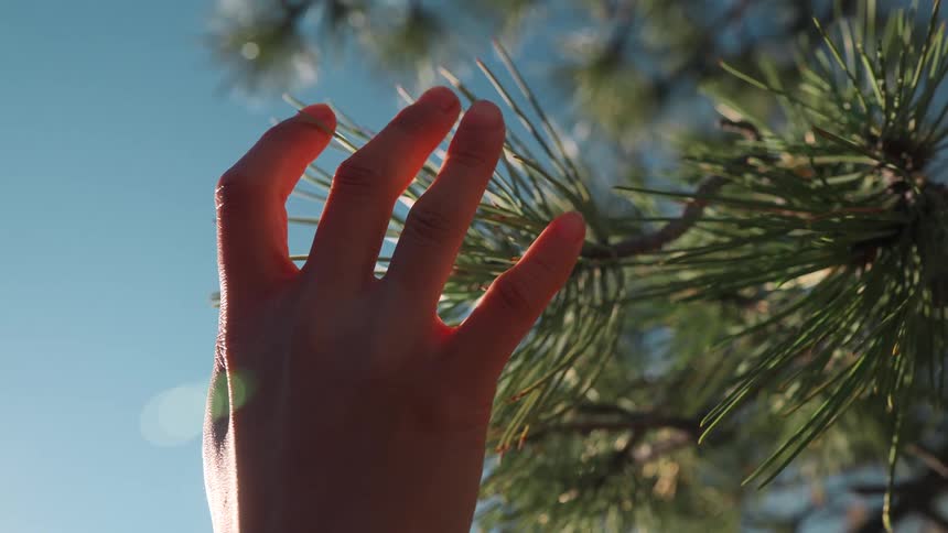 The person touches the needles of the tree on a sunny day
