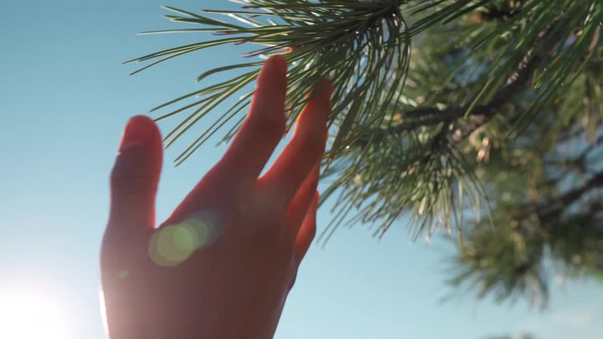 Hand in contact with a tree