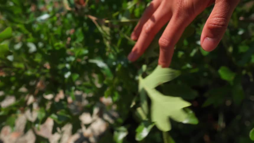 The person moves his hand across the green branches