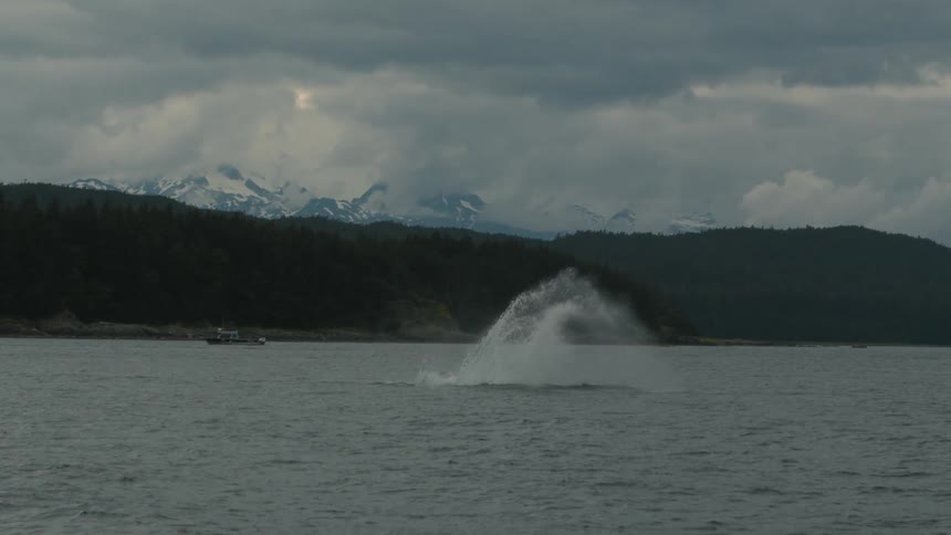 Whale breaches near forested coast and snowy mountains