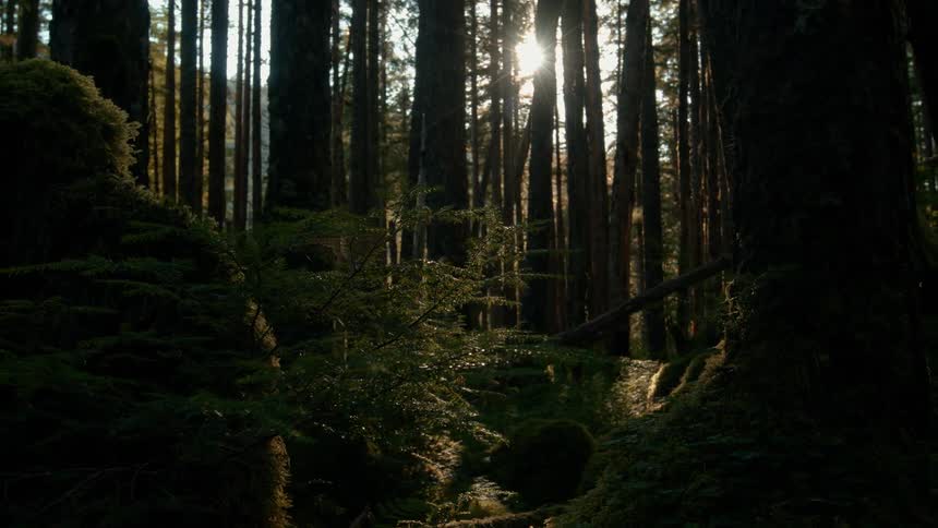 Sun filtering through thetrees in the forest