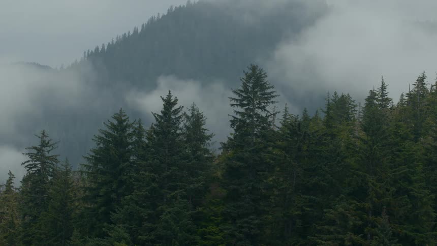 A misty fogcovered forest with tall evergreen trees in the foreground and a mountain range partially obscured by clouds in the background