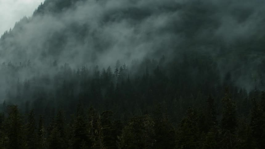 Thick fog is covering the pine trees in the forest