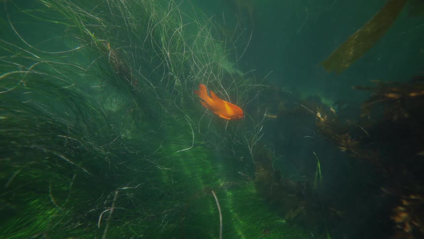 A bright orange goldfish provides a vivid contrast as it peacefully navigates through thick underwater grasses