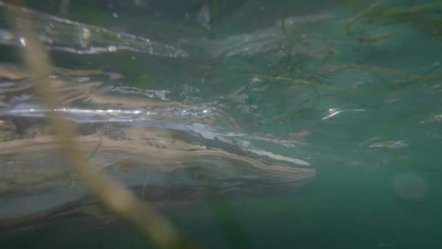Underwater shot of seaweed swaying in clear shallow water near a shoreline