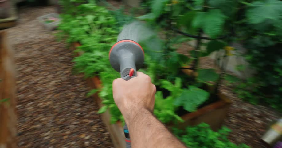 Person with a hose watering vegetables in a vegetable garden