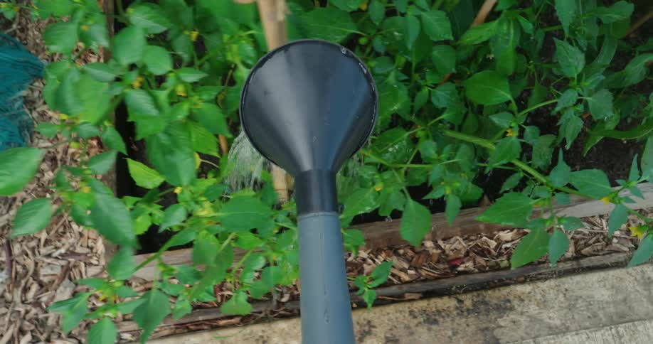 Point of view of a gallon of water feeding green plants in a vegetable garden