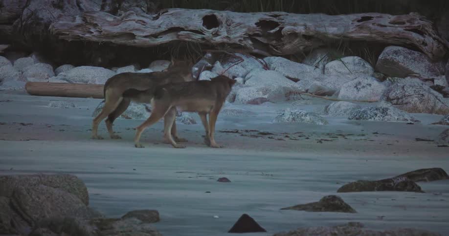 Group of wolves walking in a natural area