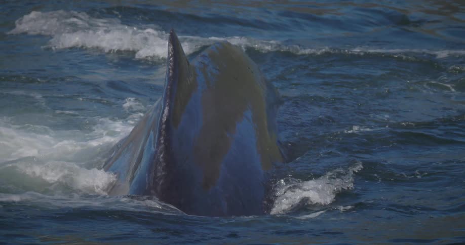A large whale splashes its fins in the ocean water