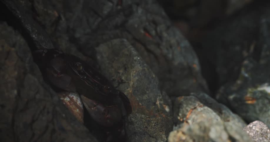 Crab hidden among rocks