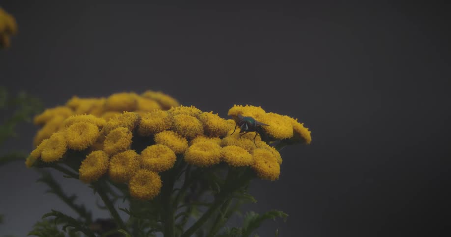 Fly on a yellow flower