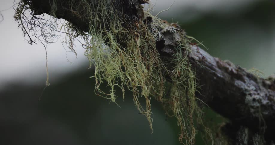 A closeup shot shows stringy green moss and lichen hanging from a dark tree branch against a softly blurred background