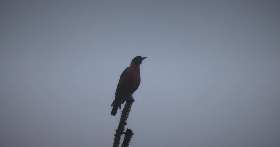 A bird perches on a tall branch against a dusky sky