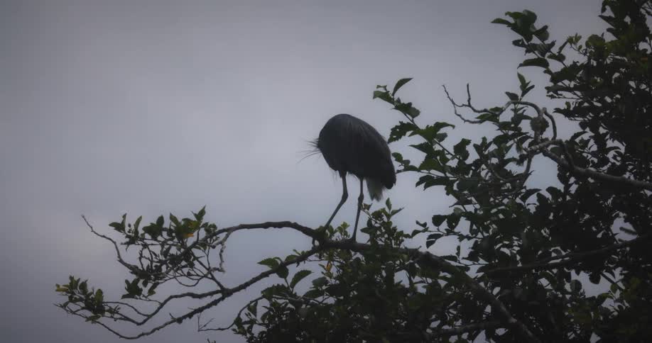 A great blue heron perches on a leafy branch against an overcast sky before taking flight and landing deeper within the tree