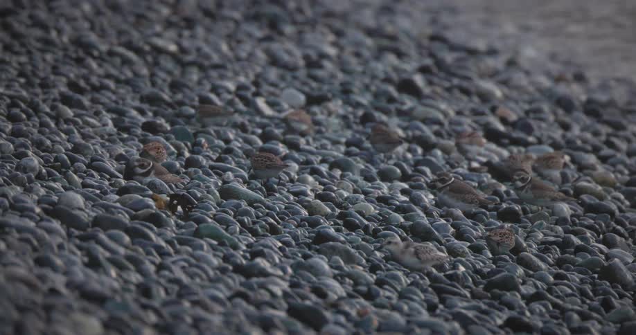 A flock of small shorebirds forages for food among the dark pebbles of a rocky beach as a wave rolls in