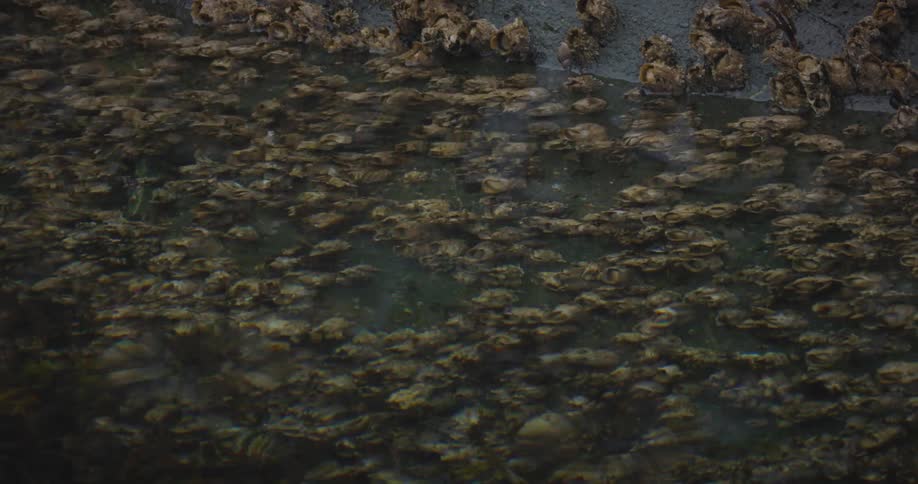 Algae and hull dirt on the outside of a boat