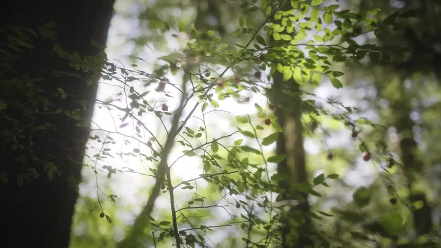 Sun shines into the forest