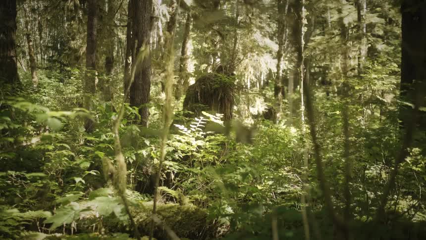 Greenish forest with sun reflection