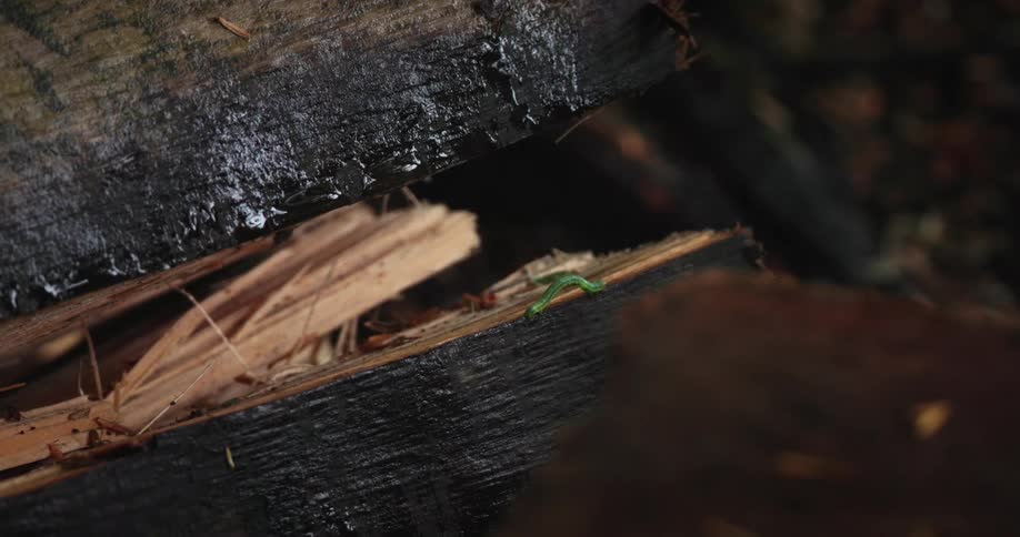 A tiny bright green caterpillar inches along a piece of dark broken wood its movement highlighted against the splintered texture the closeup view emphasizes the stark contrast between its vibrant color and the muted tones of its environment