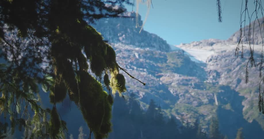 A silhouetted mosscovered tree branch hangs in the foreground framing a view of a large snowcapped mountain on a sunny day