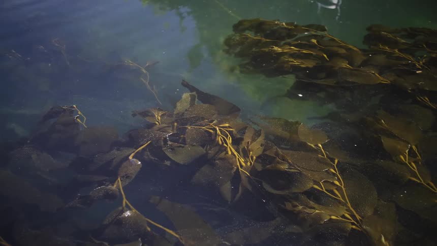 Aquatic plants float near the surface of reflective water during the daytime