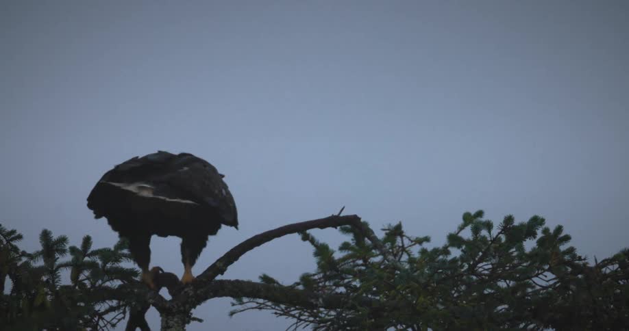 Two bald eagles perch in a treetop and as one takes off and flies away the other one flies in to land on the branch