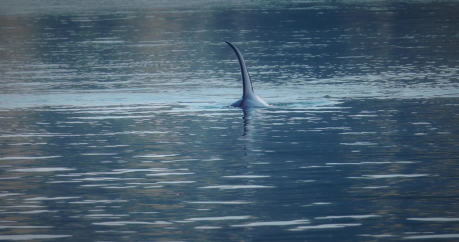 A whales dorsal fin breaks the surface of the calm blue water