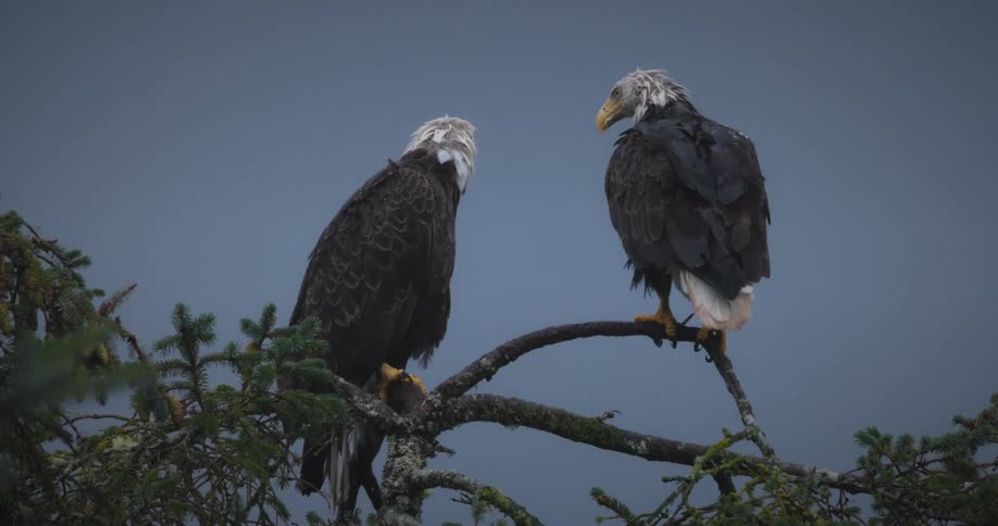 Bald eagle welcoming its mate as they perch on top of a tree