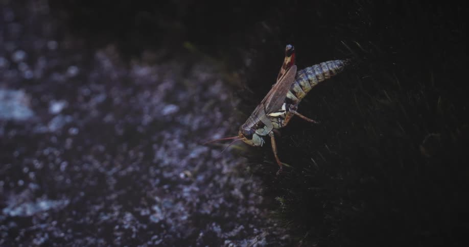 Close up view of a cricket on a plant