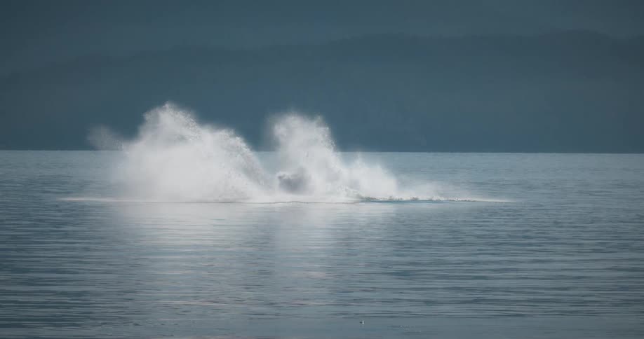 Whale making a leap in a calm ocean