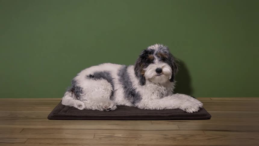 Time lapse of puppy sitting on floor mat growing into senior dog