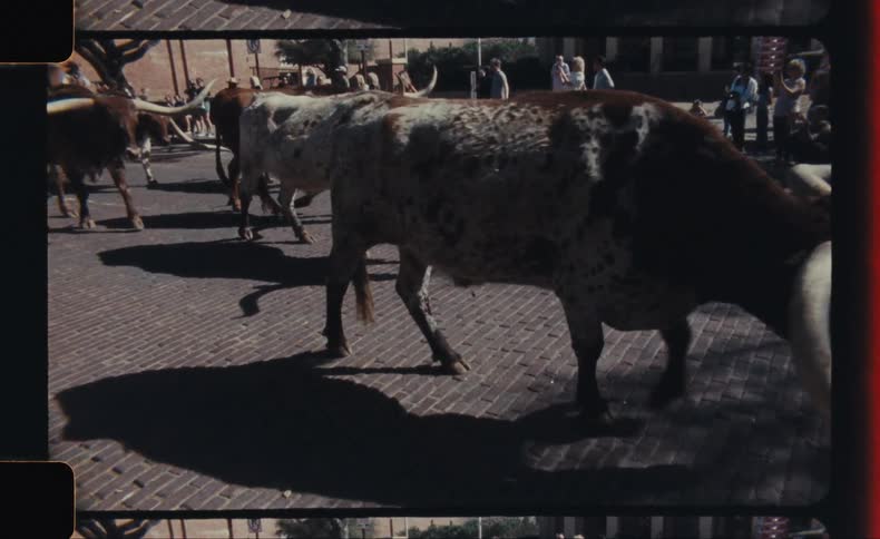A longhorn steer walks along a cobbled street with a crowd watching nearby