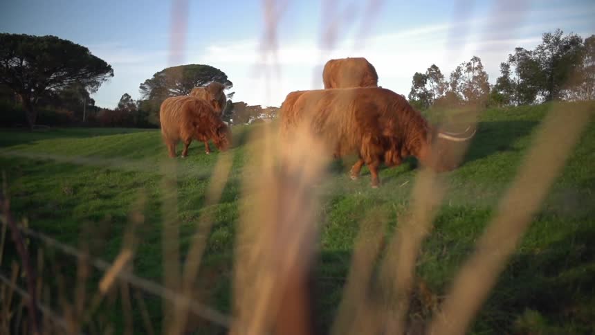 Cows grazing in a field