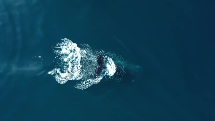 The whale sprays water and then dives