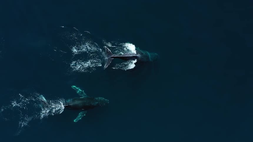 Two whales swim side by side in turquoise water trailing white foam as they surface
