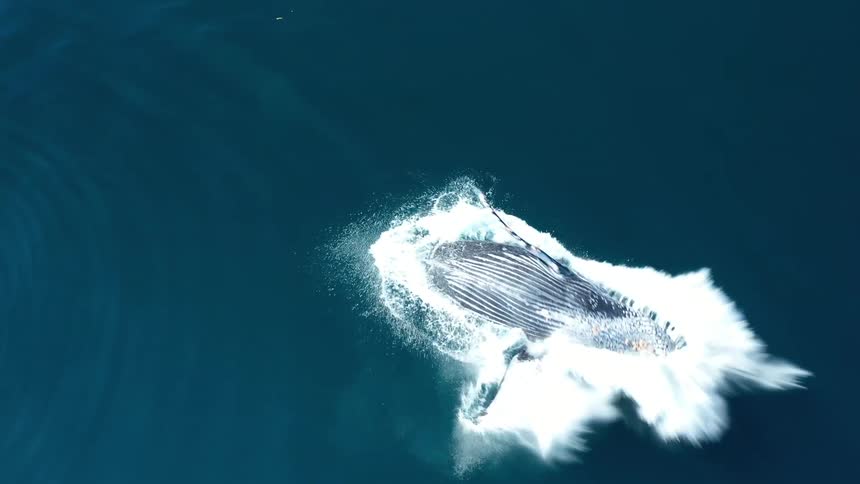 A large whale breaches the ocean surface sending a dramatic splash across the deep blue water