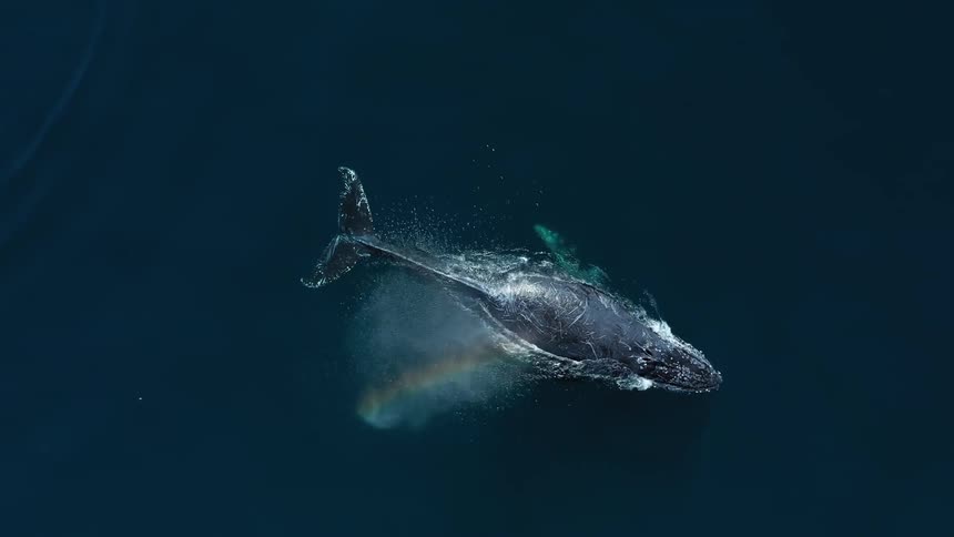 Whale swimming and diving underwater