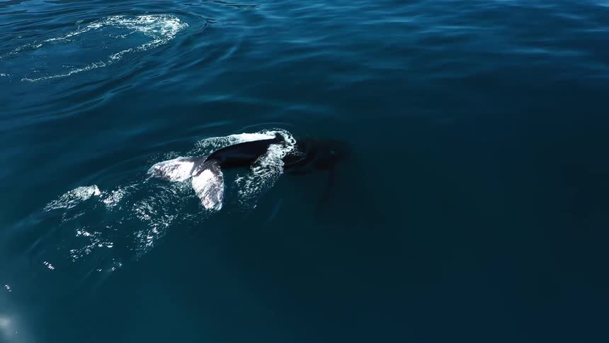Two whales swim just beneath the ocean surface trailing white foam as their silhouettes glide through the turquoise water