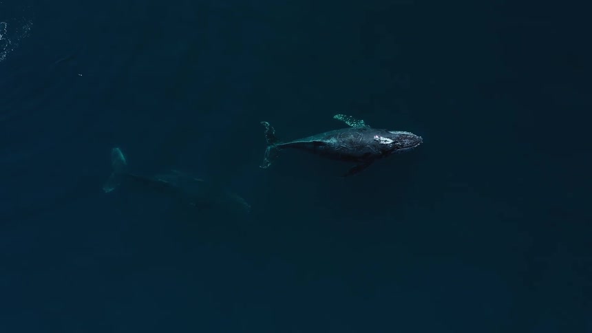 Two whales swim side by side in turquoise water trailing white foam as they surface