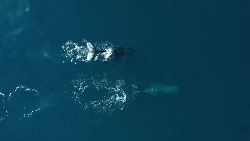 Two whales swim together in the ocean