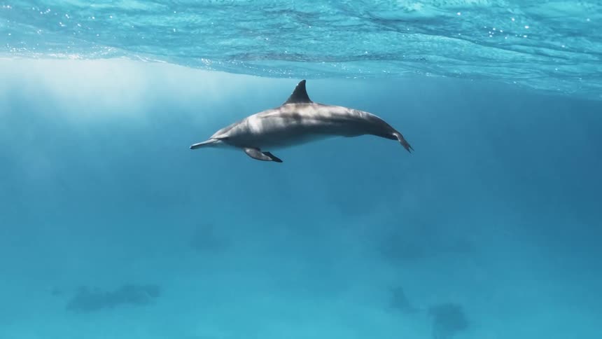 The dolphin is swimming underwater