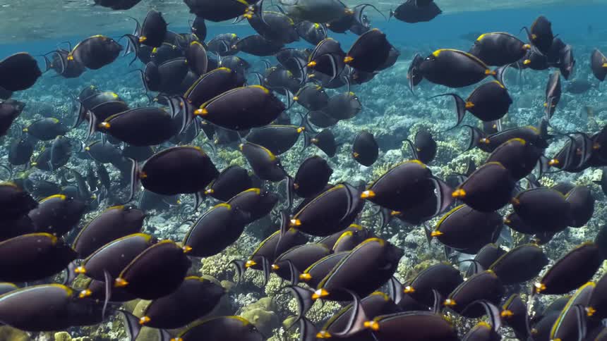 The fish move along with the tide