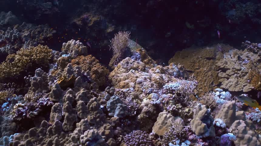 Tiny fish swim around the ocean floor