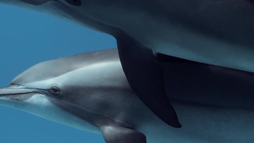 Dolphins swim gracefully underwater in a pod