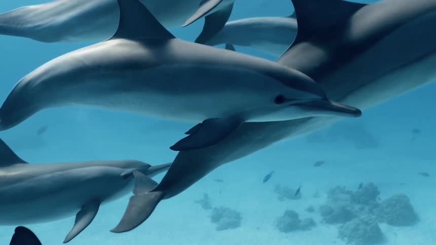 A large group of dolphins swim underwater together